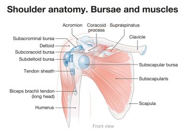 Shoulder anatomy. Bursae and muscles.  clipart