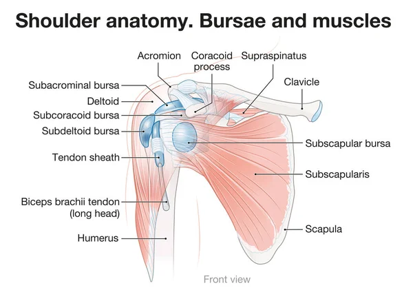 Omuz anatomisi. Bursae ve kaslar. 