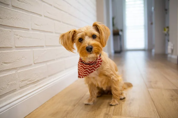 A small dog, a york, yorkshire terrier sitting on a wooden floor in a bright, modern room, hall. Sweet pet with a scarf, looking at the camera in a house, photo with blurred background.