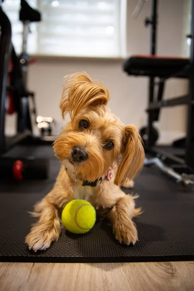 A small dog, a york, yorkshire terrier lying, playing with a ball on a floor in a home gym. Sweet pet with a scarf, looking at the camera in a house, photo with blurred background.