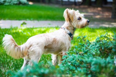 Küçük bir köpek, Yorkshire teriyeri güneşli bir günde bahçede çimlerin üzerinde duruyor. Arka bahçedeki sevimli hayvan, bulanık doğal arka plan.
