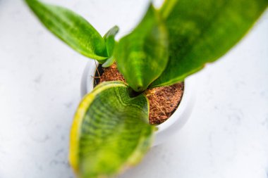 A selective focus of a green potted plant in a white pot cover, on a marble kitchen countertop, top view. Sansevieria.