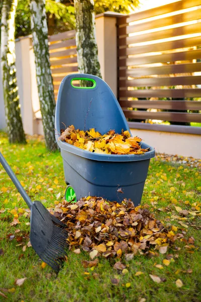 Fall gardening works in a backyard. A container full of collected autumn leaves and a rake on a lawn during autumn garden works.