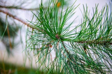 A horizontal view of a green pine branch with long needles, closeup. A floral background. Conifer.