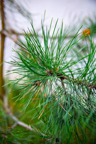 A vertical view of a green pine branch with long needles, closeup. A floral background. Conifer.