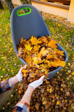 Eldivenli erkek eller çimenlikten toplanan sonbahar yapraklarını plastik bir konteynıra dolduruyor. Bahçe işleriyle uğraşan bir adam sonbaharda arka bahçede çalışır..