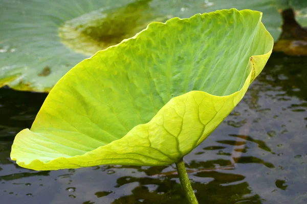 Blad av lotusblomma — Stockfoto