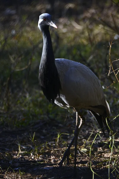 En afrikansk Heron — Stockfoto