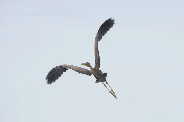 Flug eines Reihers — Stockfoto