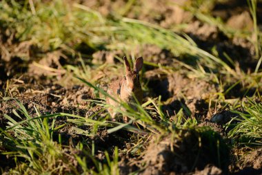 TICINO, LOMBARdy, ITALY, 05-07-14 REGİLİ Parkı 'ndaki Yaban Kaburgası