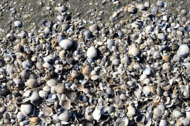 Deniz kabukları arka planı için