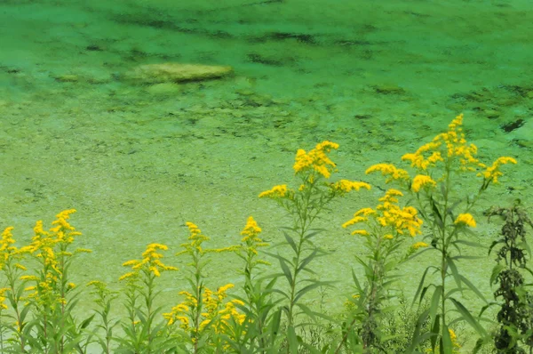 Fleurs jaunes près de marais — Photo