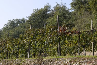 Bölge Parkı, Mincio mimarisinde