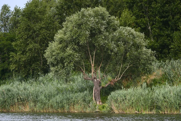 Velký strom podél řeky — Stock fotografie