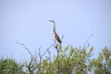 Ağaç üzerinde kırmızı balıkçıl