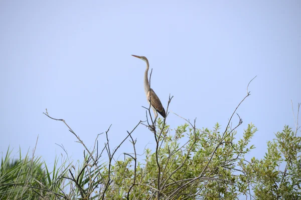 Röd Heron på trädet — Stockfoto