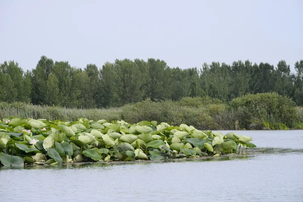 PARK REGIONAL OF THE RIVER MINCIO — Stock Photo, Image