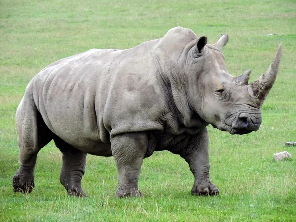 Rhino uroda — Zdjęcie stockowe