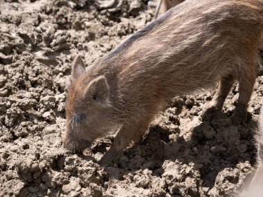 Ormandaki vahşi domuz