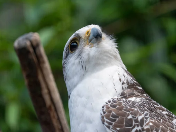 Nahaufnahme Eines Falken — Stockfoto