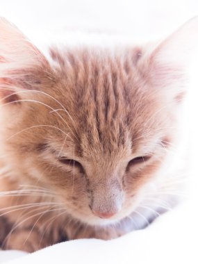 kedi yatakta uyur