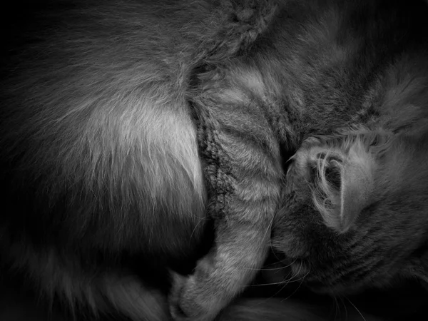 Кошка спит на кровати — стоковое фото