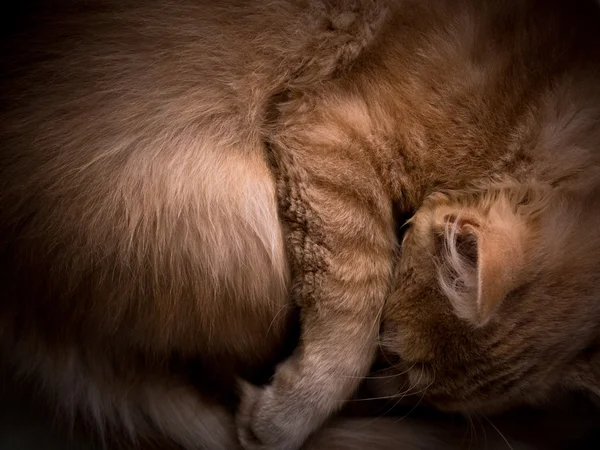 O gato dorme na cama — Fotografia de Stock