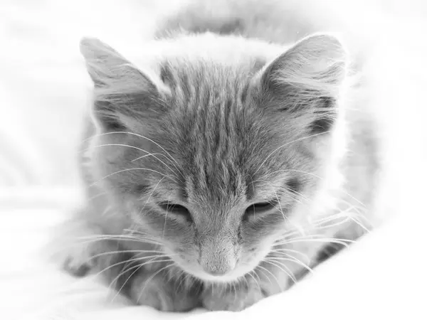Кошка спит на кровати — стоковое фото