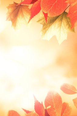 yaprakları ile turuncu sonbahar arka plan