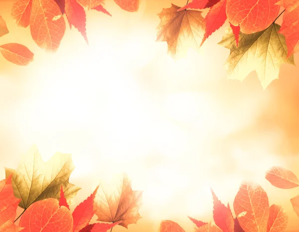 Orange autumn background with leaves — Stock Photo, Image