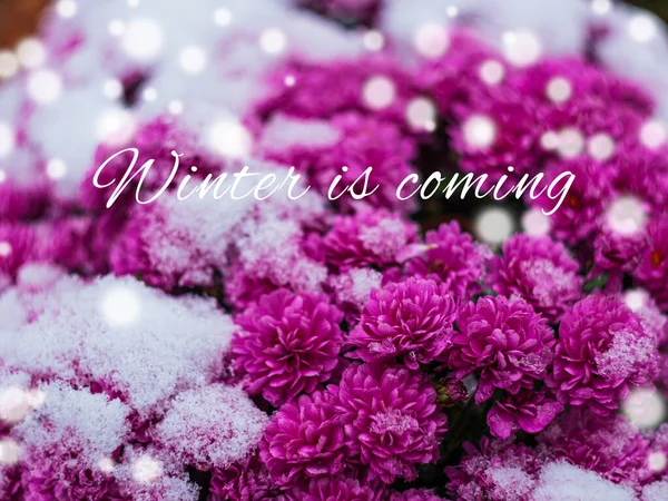 Blooming Purple Chrysanthemum Flowers Covered Fresh White Snow Frozen Flowers — Zdjęcie stockowe