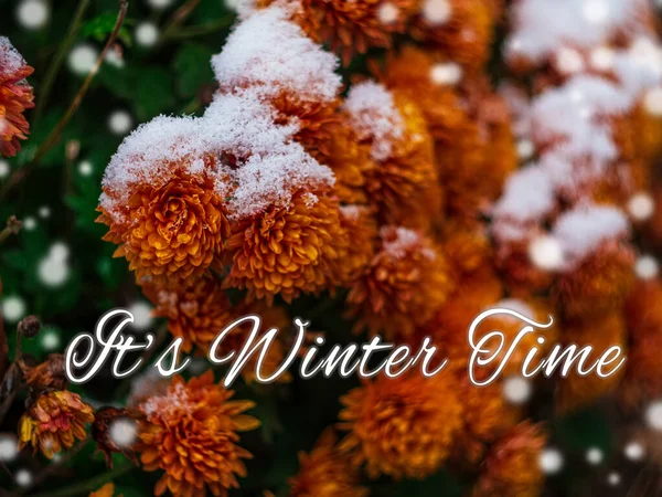 Blooming orange chrysanthemum flowers covered with fresh white snow. Frozen flowers with frost in the garden. Vibrant wintry wallpaper. Happy Holidays greeting card, frosty blooming flowerbed outdoor.