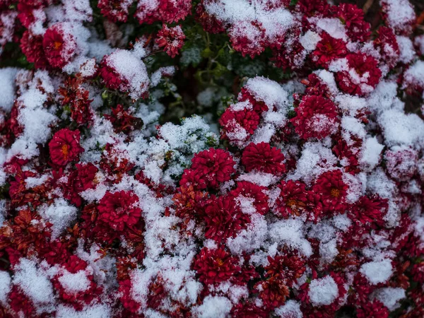 Blühende Rote Chrysanthemenblüten Die Mit Neuschnee Bedeckt Sind Gefrorene Blumen — Stockfoto