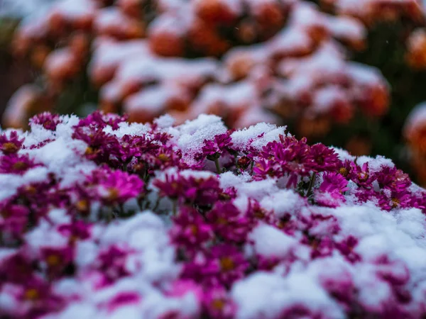 Blooming red chrysanthemum flowers covered with fresh white snow. Frozen flowers with frost in the garden. Vibrant wintry wallpaper. Happy Holidays greeting card, frosty blooming flowerbed outdoor.