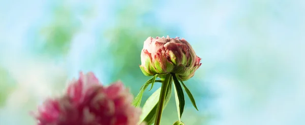 Flor Peônia Rosa Com Sombra Fundo Céu Azul Blooming Banner — Fotografia de Stock