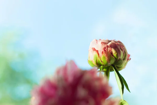 青空の背景に影のあるピンクの牡丹の花 植物の花のデザインバナーを開花 バラ色のパエオニア植物の緑の葉と花弁 創造的なミニマリズム春のグリーティングカードテンプレート — ストック写真