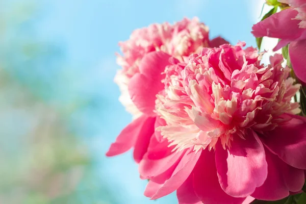 Pink Peony Flower Shadow Blue Sky Background Blooming Botanical Floral — Stock Photo, Image