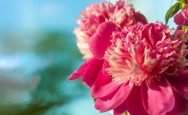 Pink Peony Flower Shadow Blue Sky Background Blooming Botanical Floral — Stock Photo, Image