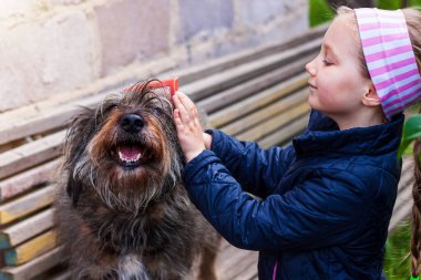 Köpeği tarayan genç bir kızın elleri. Uzun kürklü hayvanlarla ilgilenin. Evcil hayvanlar için tarla. Sevgi, destek, şefkat, yavru köpek evlat edinme kavramı. Sokak evsizleri barınağı. Bir köpek dışarıda ahşap bir bankta oturuyor.