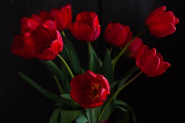 Siyah arkaplanda inanılmaz kırmızı laleler var. Karamsar, sade, minimalizm tarzı çiçek resmi pankartı. Tebrik kartı kopyalama alanına bayılırım. Anneler Günü, romantik duvar kâğıdı..