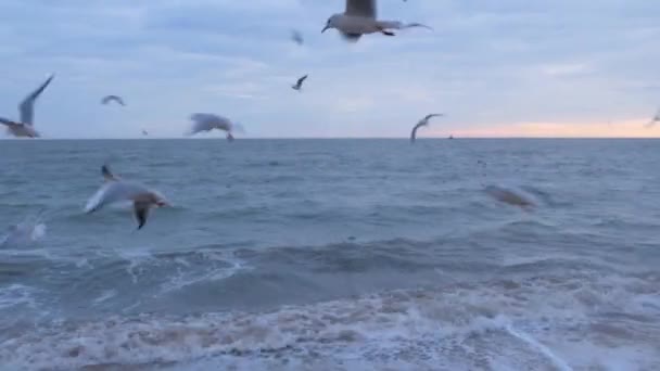 Martı Güzel Mavi Denizin Üzerinde Uçuyor Kuşlar Mor Gün Batımında — Stok video