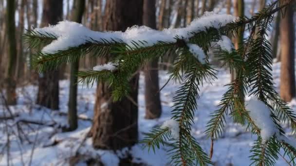 Κλαδί Από Δέντρο Δάση Ερυθρελάτης Της Νορβηγίας Δημιουργούν Υγιεινό Μικροκλίμα — Αρχείο Βίντεο