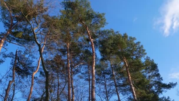 Pinos Altos Sobre Fondo Azul Claro Del Cielo Montañas Cárpatas — Vídeo de stock