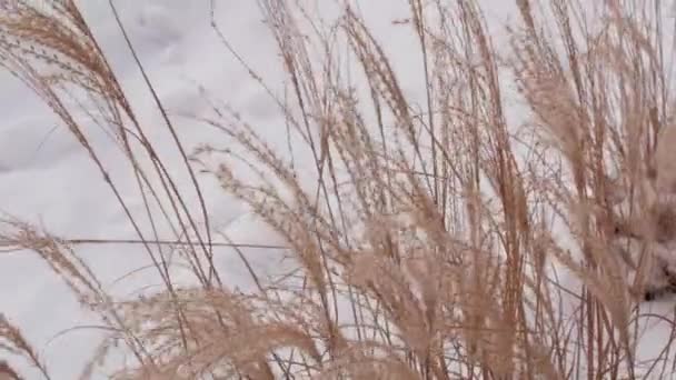 Pampasgras Stadtparks Landschaftsgestaltung Trockenes Flauschiges Goldenes Schilf Auf Weißem Schneehintergrund — Stockvideo