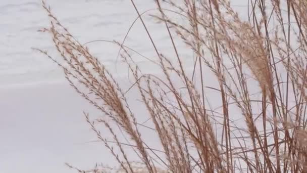 Pampasgras Stadtparks Landschaftsgestaltung Trockenes Flauschiges Goldenes Schilf Auf Weißem Schneehintergrund — Stockvideo