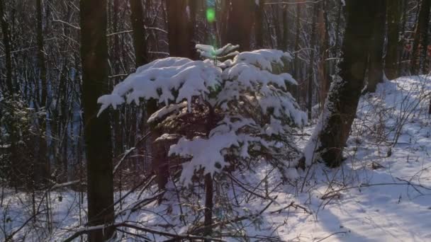 Small Tree Norway Spruce Fir Forests Create Healthy Microclimate Scenic — Stock Video