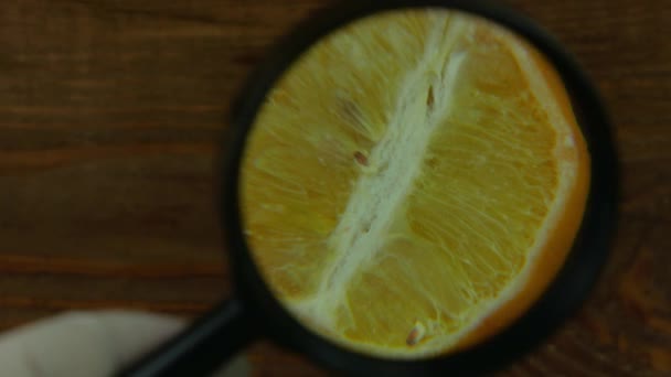 丑恶的食物趋势 烂黄色柠檬一半 红色霉菌紧密地贴在木制背景上 发霉的柑橘青霉素不健康的不可食用的水果 危险有毒有害产品 实验室科学家研究 — 图库视频影像