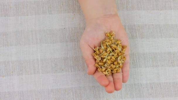 Weizenkeime Kinderhänden Auf Leinenhintergrund Makrobiotische Nahrung Sprießt Vegetarisch Gesunde Ernährung — Stockvideo