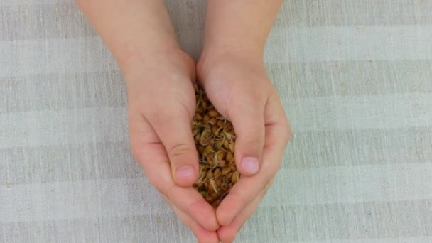 Φύτεψε Σιτάρι Στα Χέρια Του Παιδιού Λινό Φόντο Μακρόβιο Λαχανάκια — Αρχείο Βίντεο