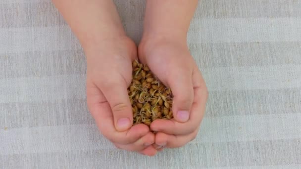 在孩子手里 在亚麻布背景上发芽的小麦 大生物食物播下素食 健康饮食概念 春天在家里种花 新鲜芽萌发 蛋白质含量高的超级食物4K — 图库视频影像